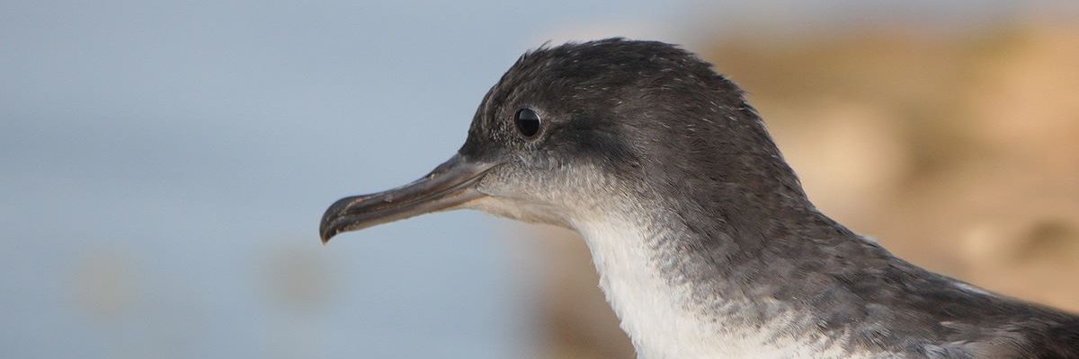 LIFE PanPuffinus! banner