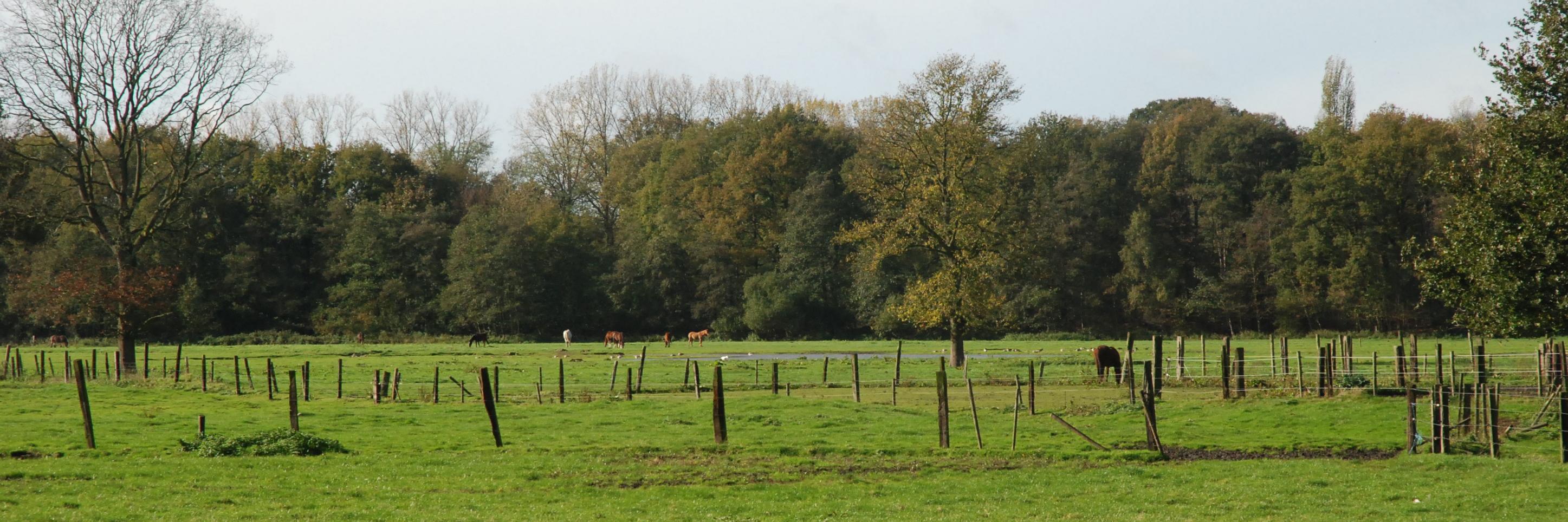 Geert Snoeckx banner