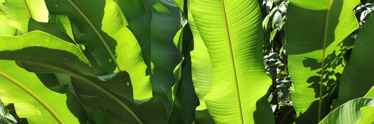zisebatu's profile banner image