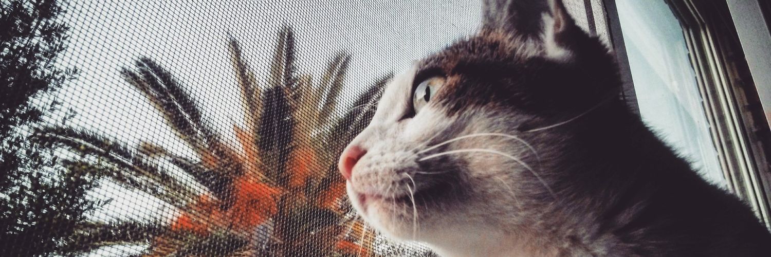 Raquel Zapata banner