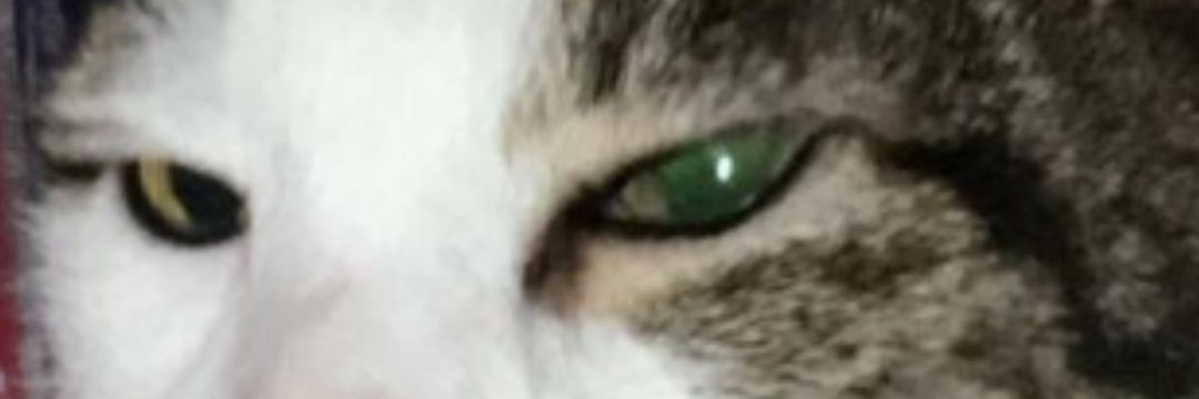 stenchmoe's profile banner image