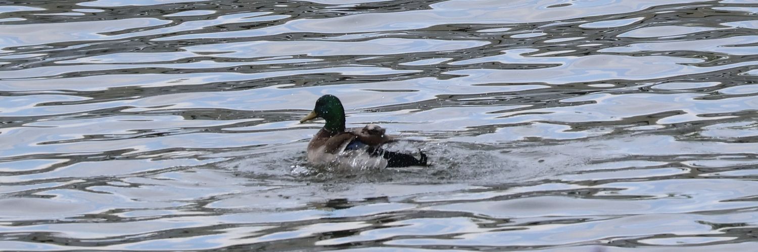 🇺🇲🏴‍☠️⛈️Nick⛈️🏴‍☠️🪶 banner