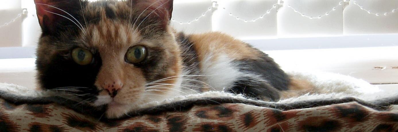 Clawsewitz's profile banner image