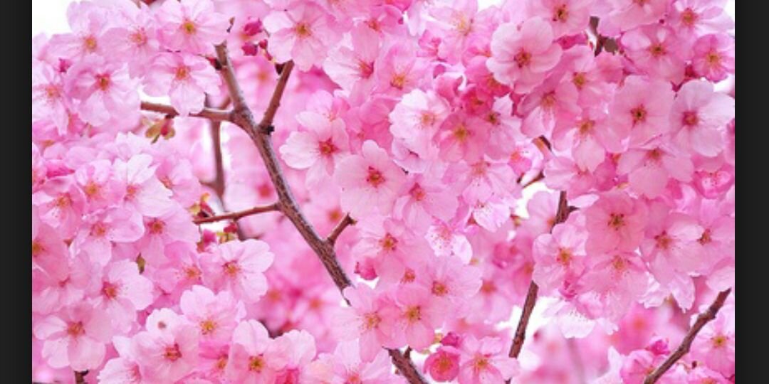 xxMiirandaaa's profile banner image