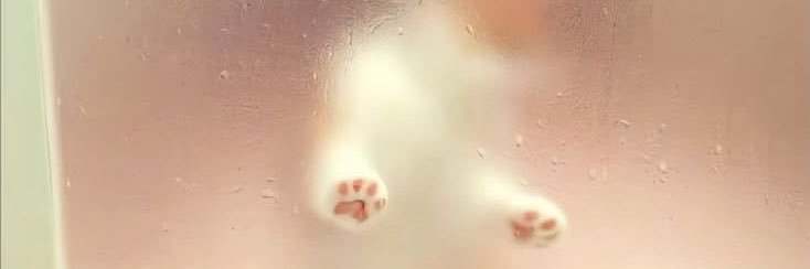 babe_anemone's profile banner image