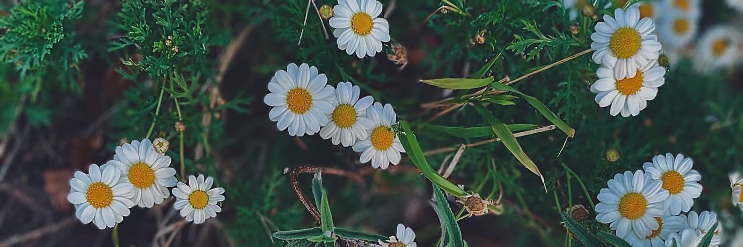 🦋 banner