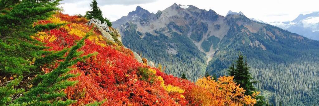 Alyssa Forney banner