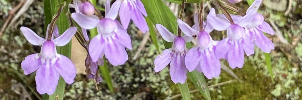 のこのこ屋 banner