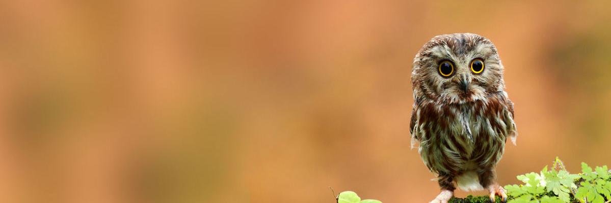 Keep Viral Videos banner