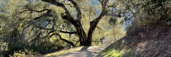 michellesf Profile Banner