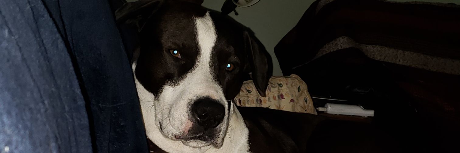 Lizzfitch's profile banner image
