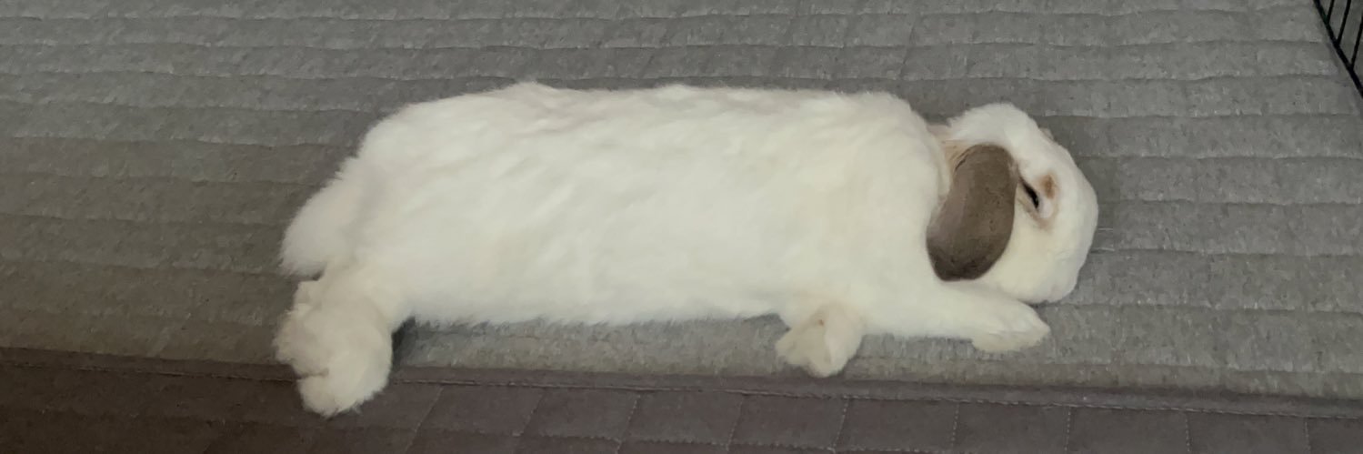 うさぎのベルちゃん banner