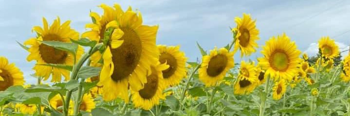 melfecci's profile banner image