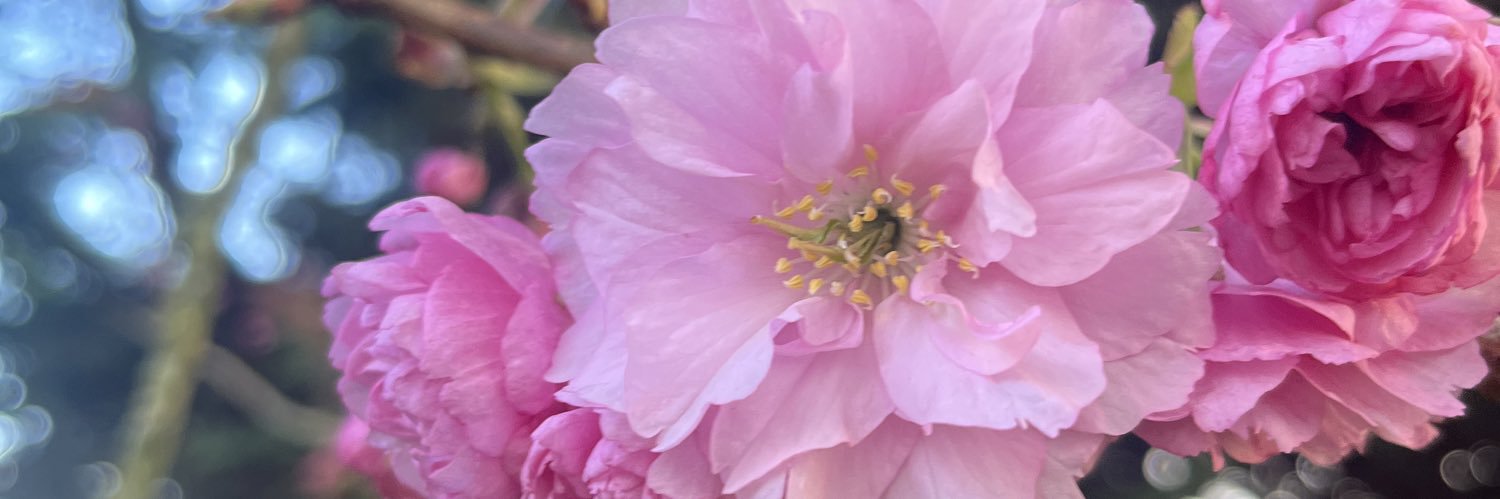 Niamh O’Say it ain’t so… banner