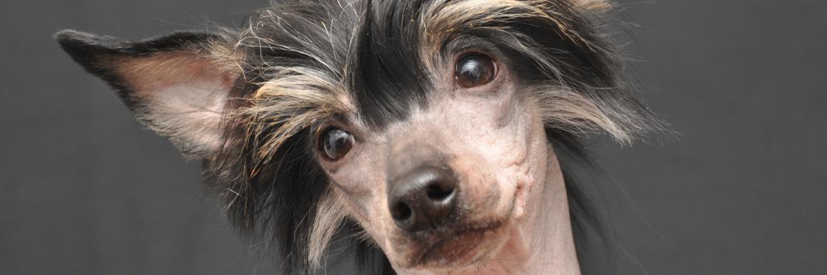 Jan Šimeček banner