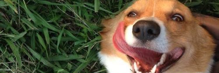 sydotis's profile banner image