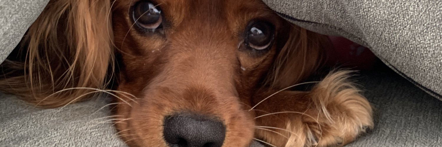 Rebecca Salisbury banner