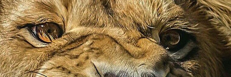 lindo22's profile banner image