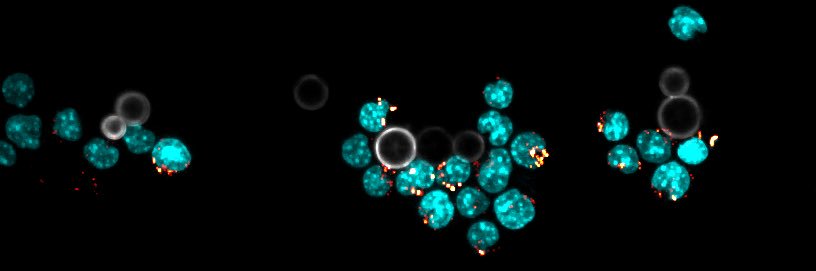 Judith Pineau banner