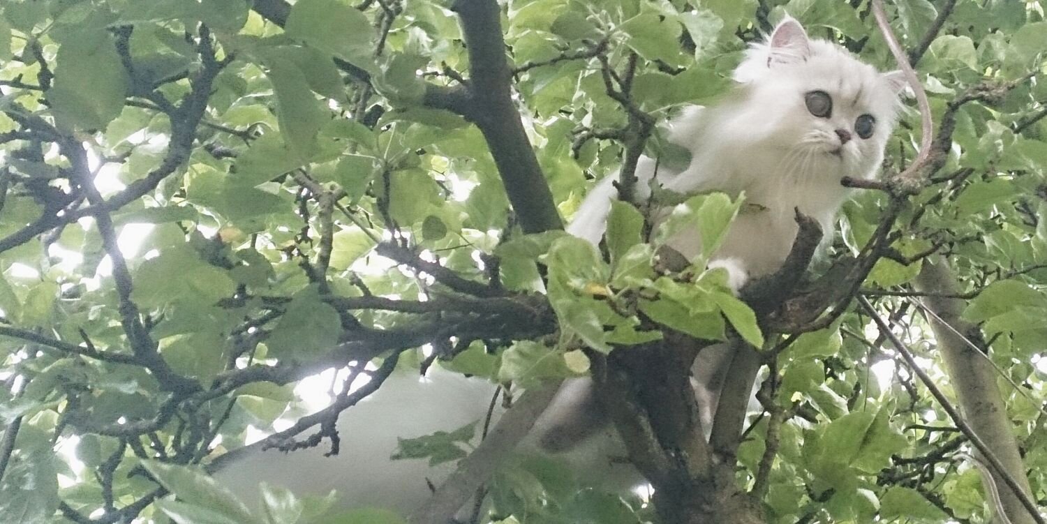 MrPicklesKitten's profile banner image
