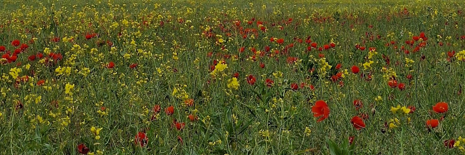 Mhnds_87's profile banner image
