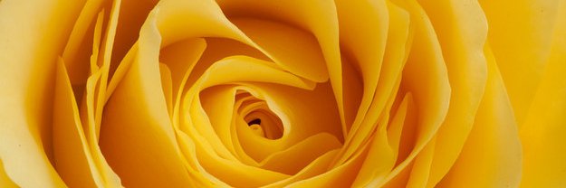 RozilJeon's profile banner image