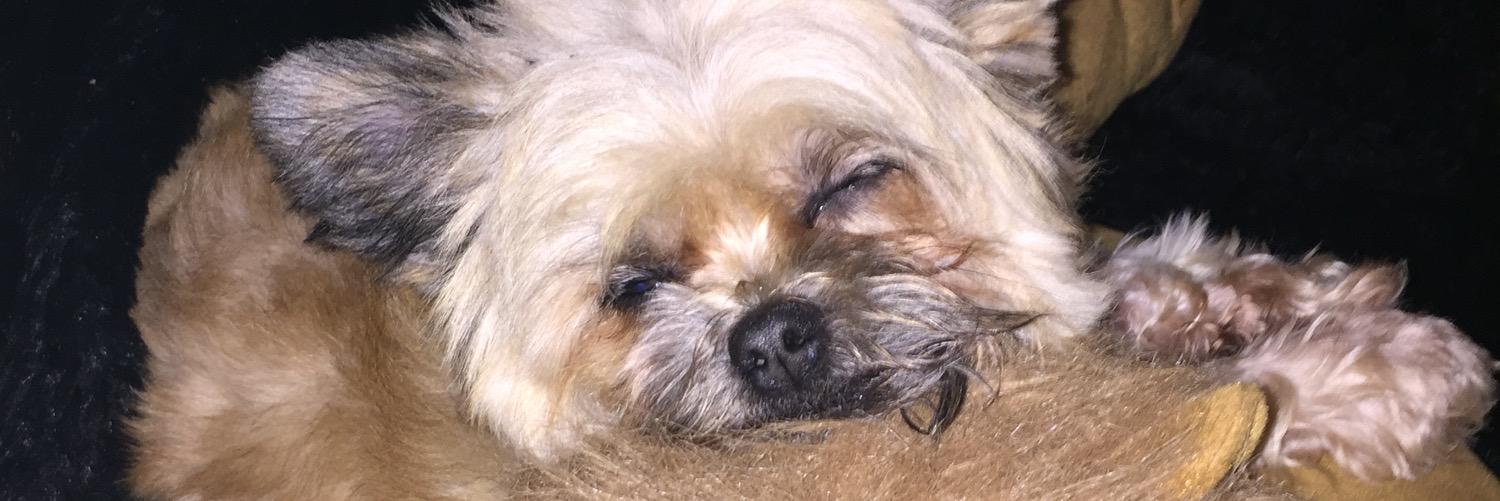 buddychichon's profile banner image