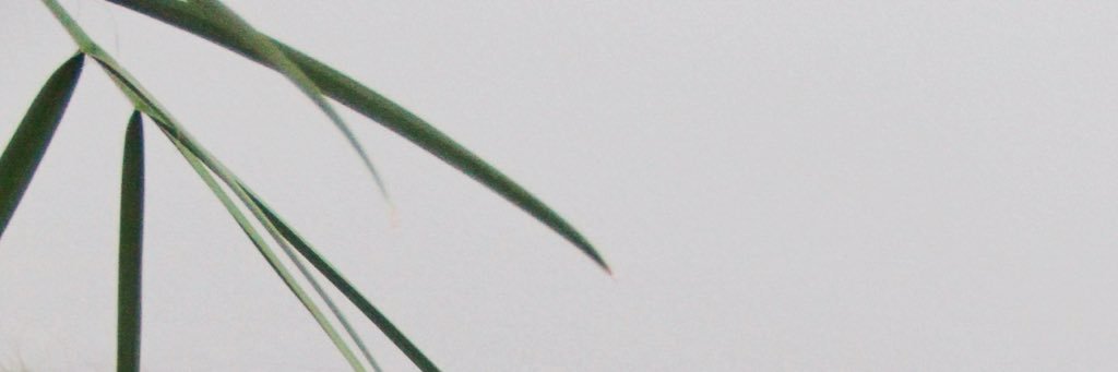 tkatch_anya's profile banner image