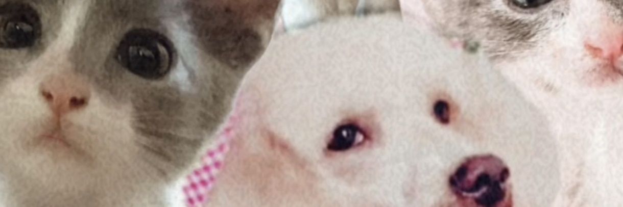 _jovag's profile banner image