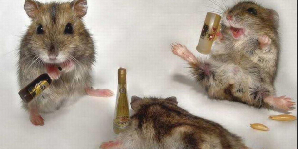 mr_squeaks's profile banner image