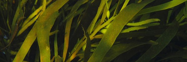 jordiocean Profile Banner