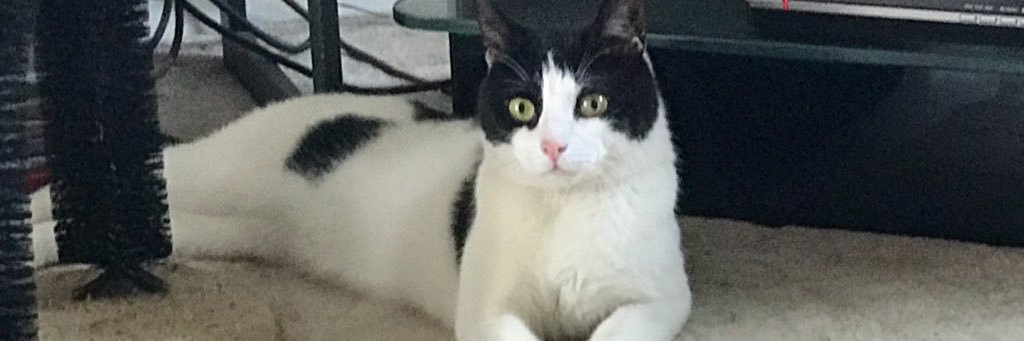Biscuit1104's profile banner image