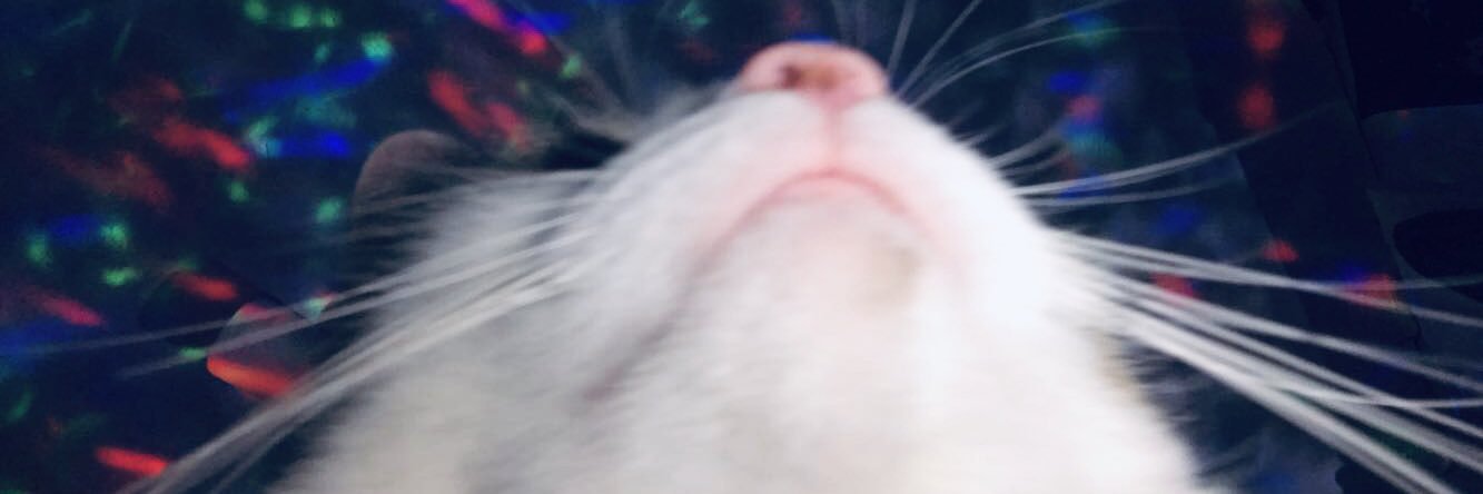 22prettyboy's profile banner image