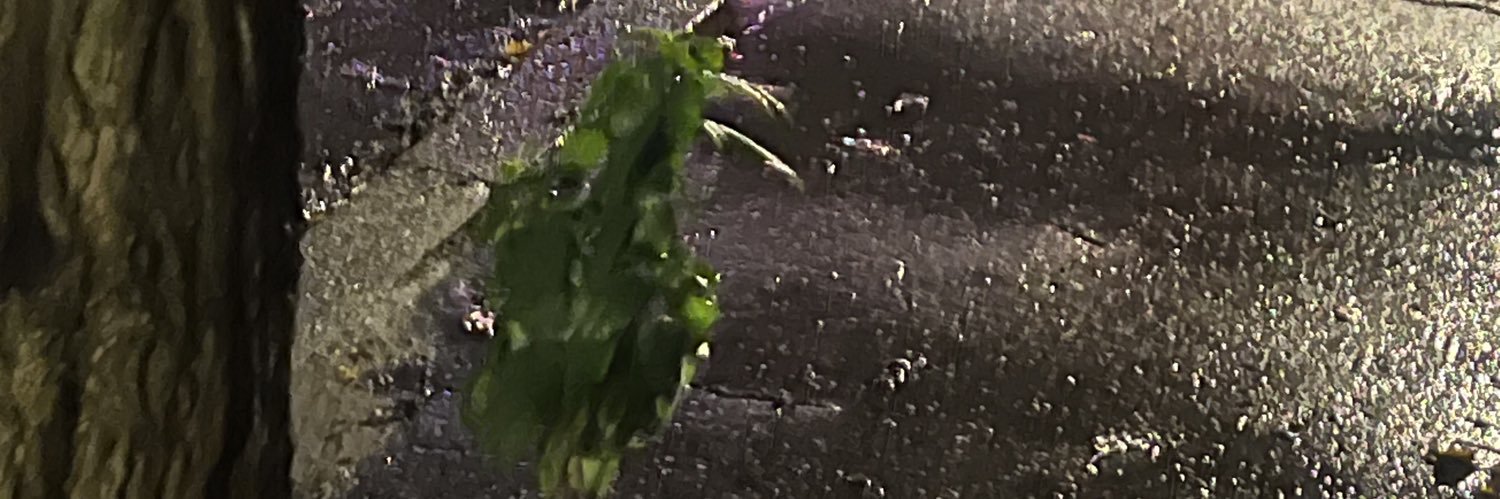 meniscusless's profile banner image