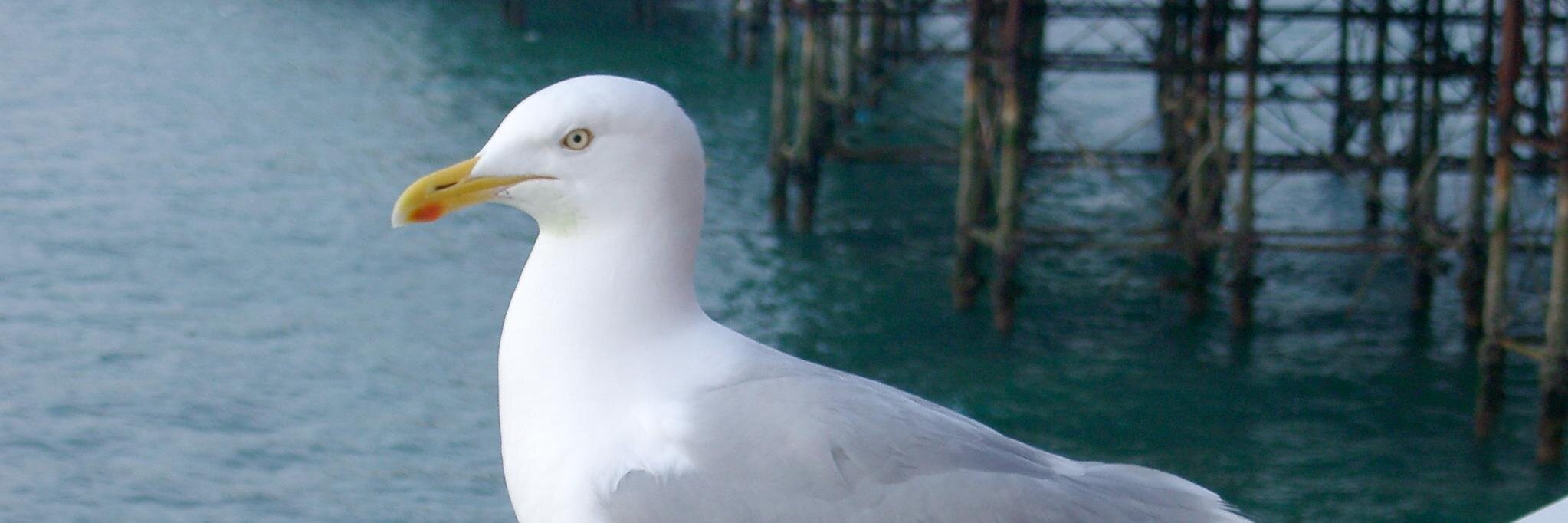 SUREYY_AH's profile banner image