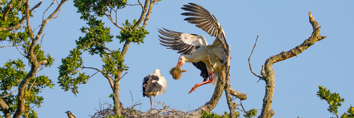 Nancy Burrell banner