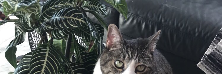 yaquesitachan's profile banner image