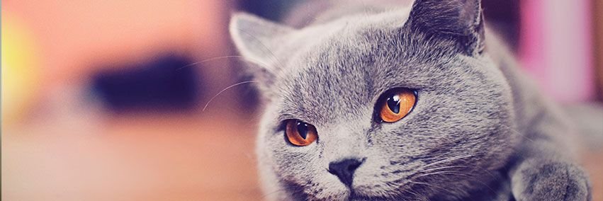 bubblesplusone's profile banner image
