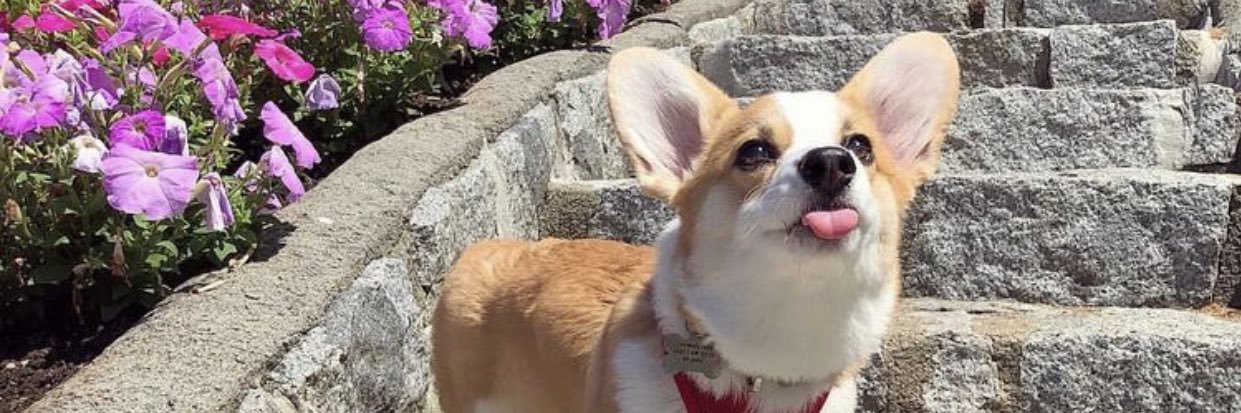 ayeeshielsx3's profile banner image