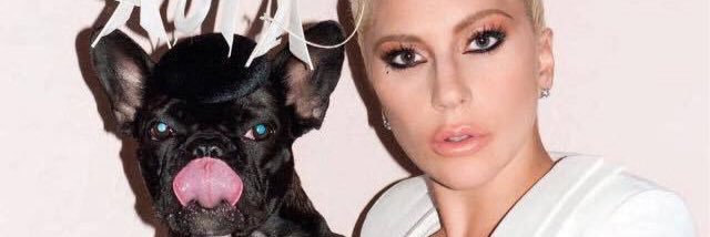 AsiaTheBatPig's profile banner image