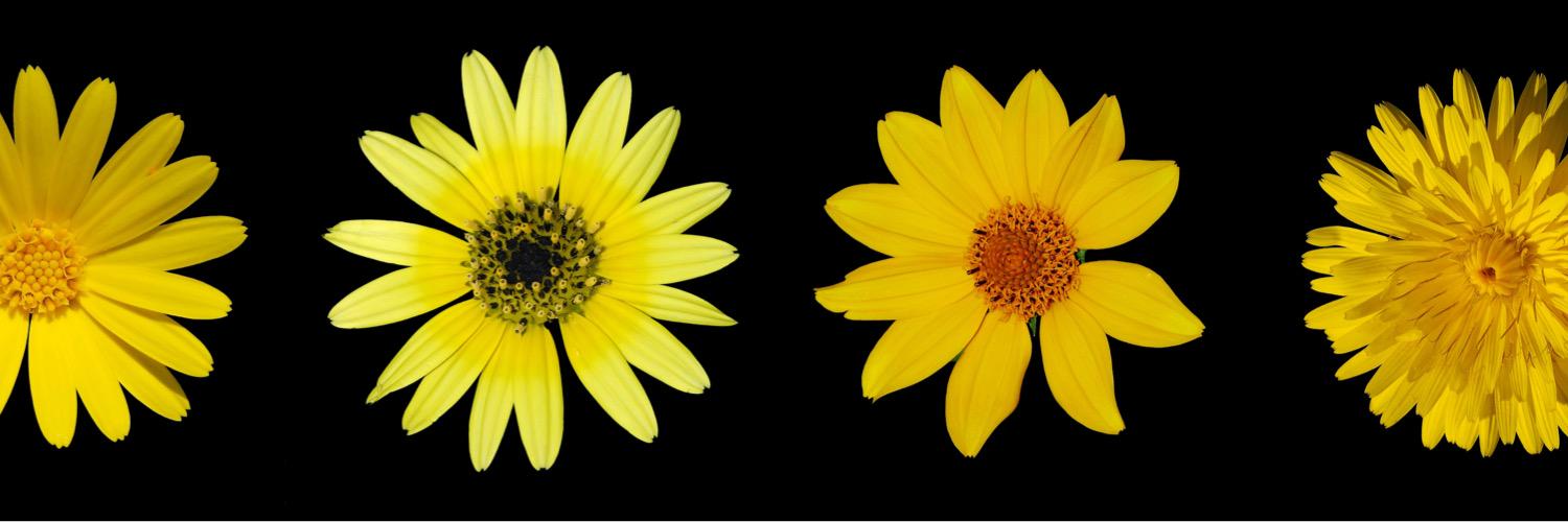 meggdawson's profile banner image