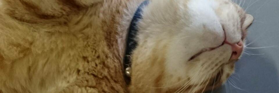 marumarurenn's profile banner image