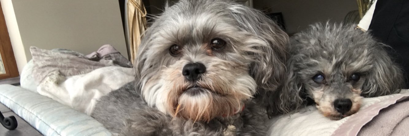 GarvinMolly's profile banner image