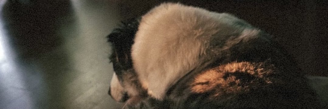 itshashie's profile banner image