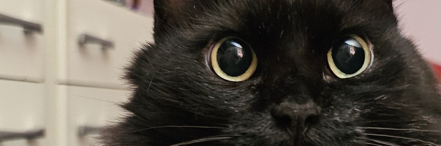 LeticiaPoletti's profile banner image