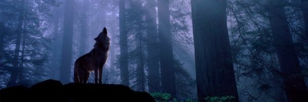 berberot's profile banner image
