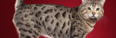RedPillDiva's profile banner image
