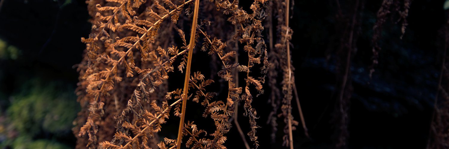 lifeofwyn's profile banner image