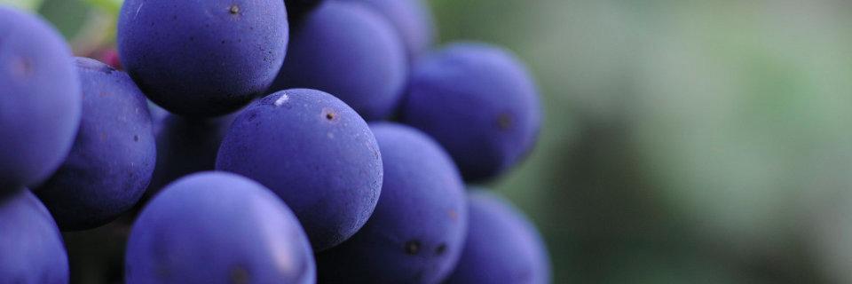 lovenewine's profile banner image