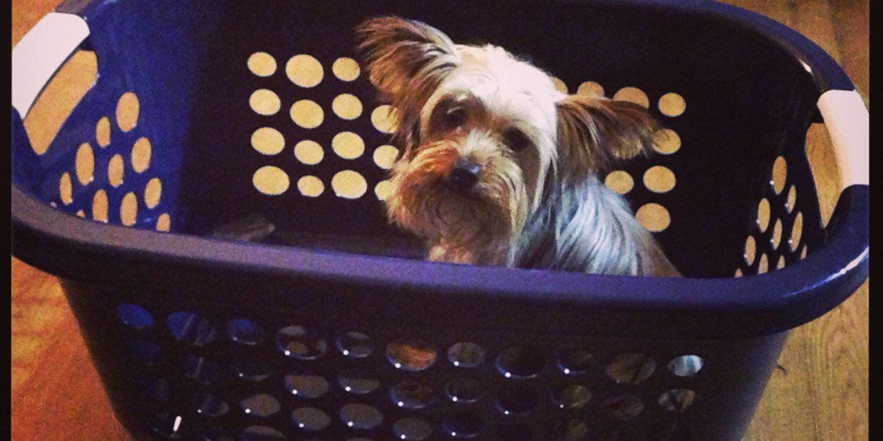 OfficialYorkies's profile banner image